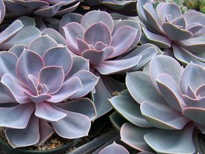 Echeveria perla de Nuremberg