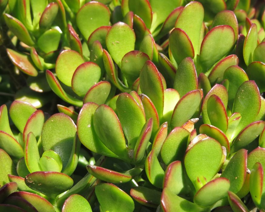 Crassula portulacea jade tricolor