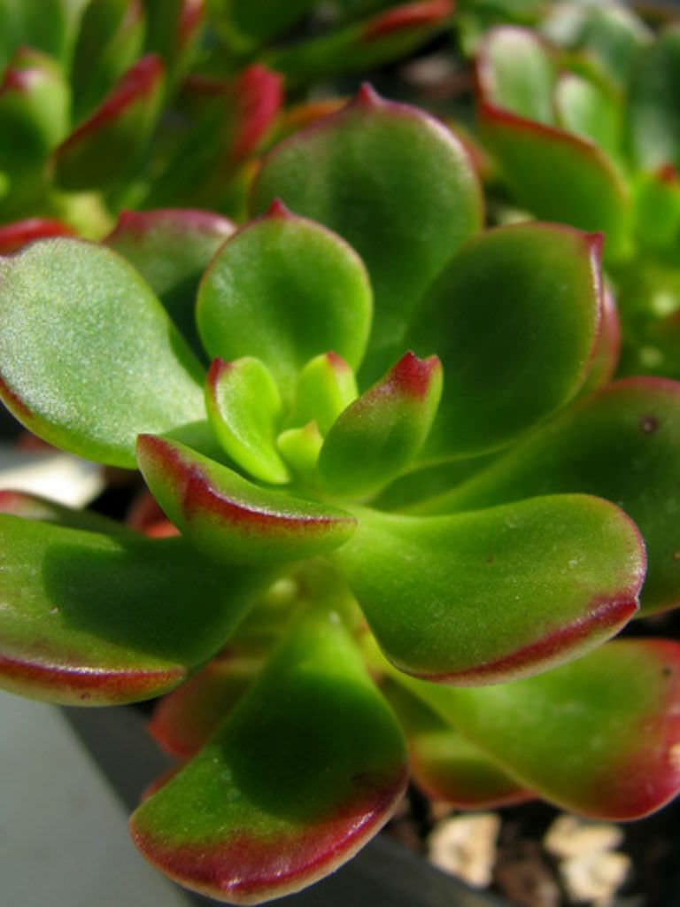 Echeveria multicaulis