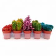 Barquette de cactus colorés 5,5cm