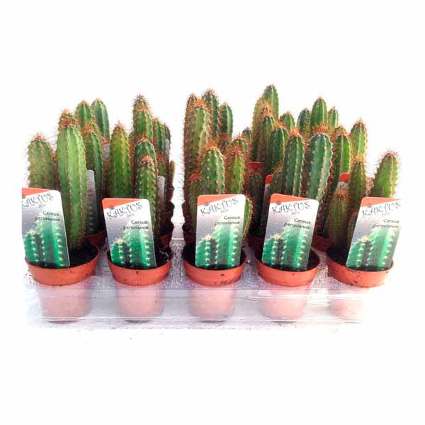 Barquette de cactus Peruvianus