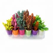 safata de cactus i plantes crasses pintades 5,5 cm