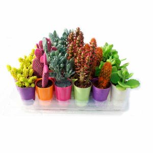 safata de cactus i plantes crasses pintades 5,5 cm