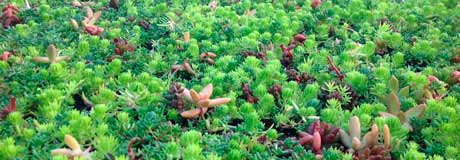 cultivation of ecological covers