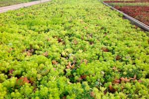 cultivation of green roof