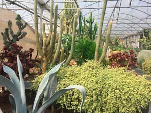 Plantas madres de cactus y plantas crasas de Clavisa