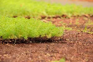 cultivo de mantas verdes para cubiertas ecologicas