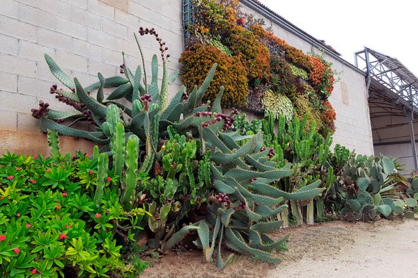 façade de clavisa avec grand cactus et jardin vertical