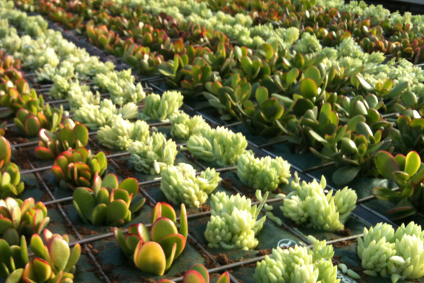 Vertical garden assembly and operation