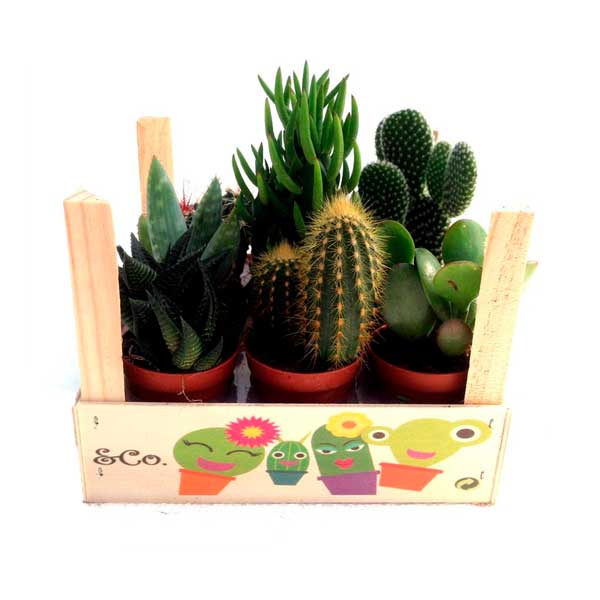 Cactus variats en caixa de fusta