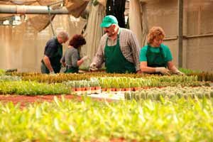 Culture sous serre de cactus Clavisa