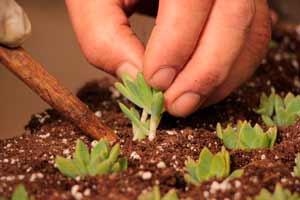 planting cactus and succulents in greenhouses