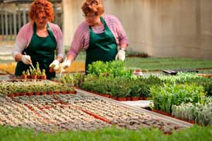 staff dedicated to the work in the crops