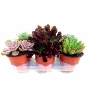 Safata de plantes crasses de 13cm