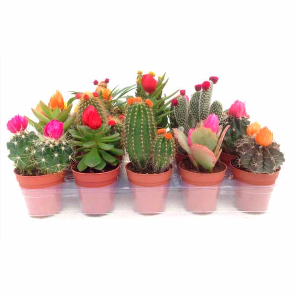 Barquette de cactus avec fleurs artificielles 5,5cm