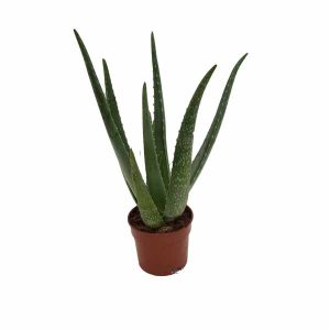 Aloe vera 12cm de clavisa