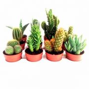 Bandeja variada de cactus y plantas crasas de 6,5cm de clavisa