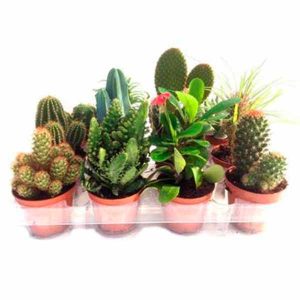 Bandeja variada de cactus y plantas crasas de 8.5cm de clavisa