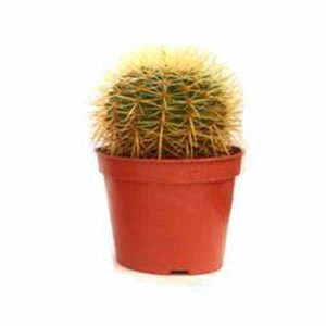 Ejemplares Echinocactus Grusonii 13 cm de clavisa