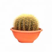 Ejemplares Echinocactus Grusonii de 25 cm de clavisa