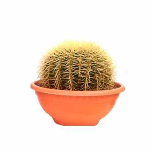 Ejemplares Echinocactus Grusonii de 25 cm de clavisa