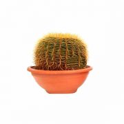 Ejemplares Echinocactus Grusonii 40 cm de clavisa