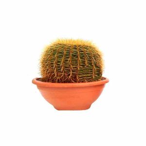 Ejemplares Echinocactus Grusonii 40 cm de clavisa