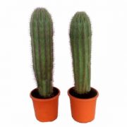 Ejemplares Pachycereus Pringlei de 1,30 metros de clavisa