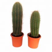 Ejemplares Trichocereus pasacana de 1 metro de clavisa