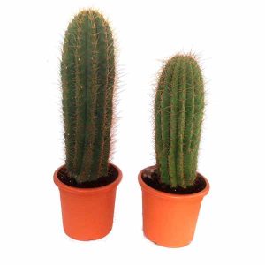 Ejemplares Trichocereus pasacana de 1,50 metros de clavisa