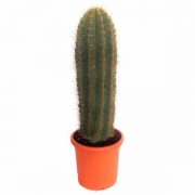 Ejemplares Trichocereus pasacana de 1,8 metros de clavisa