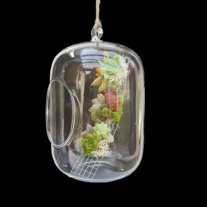 Hang de cristal con plantas succulentas decorativas de clavisa