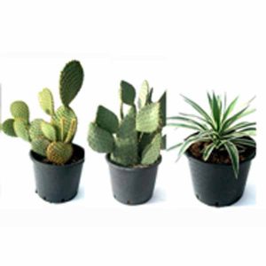 Mix de cactus ejemplar de 30cm de clavisa