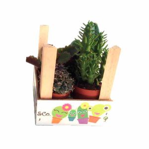 Pack madera de cactus de 5.5cm con 4 unidades de clavisa