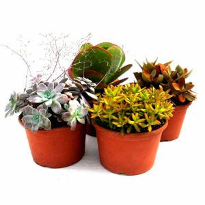 Plantas crasas 22cm de clavisa