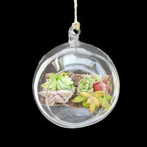 Sphere de cristal con plantas crasas decorativas