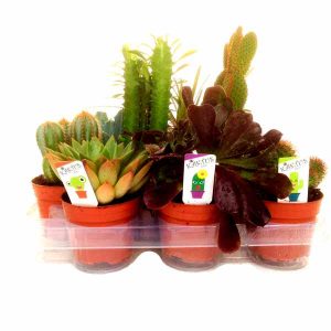 Bandeja variada de cactus y plantas crasas de 10cm de clavisa