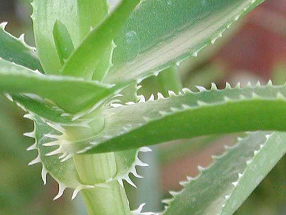 Aloe ciliata