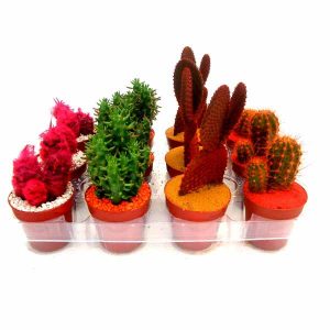 safata de cactus colorits 5,5 cm