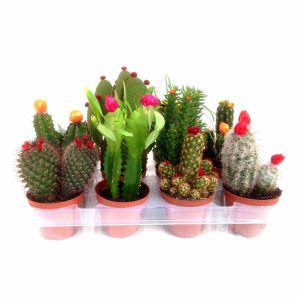 safata de cactus amb flors artificials 5,5 cm