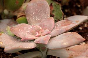 Cactus and succulent plants