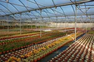 covered greenhouses are dedicated to sowing, seedbeds, potted cactus and grafts
