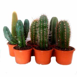 Set of cactus 22cm