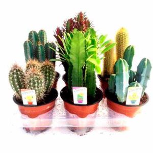 Bandeja variada de cactus y plantas crasas de 13cm de clavisa