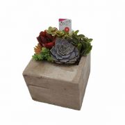 Stone square con plantas crasas